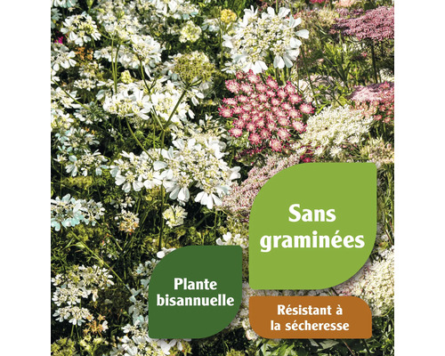 Prairie fleurie avec différentes fleurs et indications sur l''absence de graminées, le caractère bisannuel et la résistance à la sécheresse