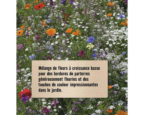 Mélange de fleurs à croissance basse pour des bordures de parterres colorées dans le jardin