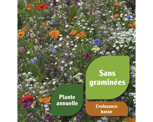Prairie fleurie avec diverses fleurs colorées et indications sur les propriétés du produit telles que plante annuelle, croissance basse et sans graminées