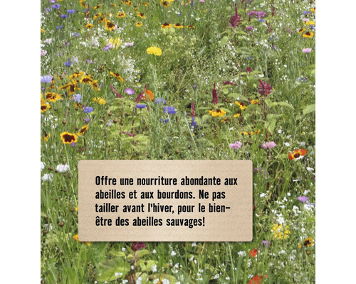 Prairie fleurie offrant une nourriture abondante aux abeilles et aux bourdons. Ne pas tailler avant l''hiver, pour le bien-être des abeilles sauvages.