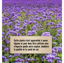 Champ de fleurs violettes en grappes pour l''amélioration du sol