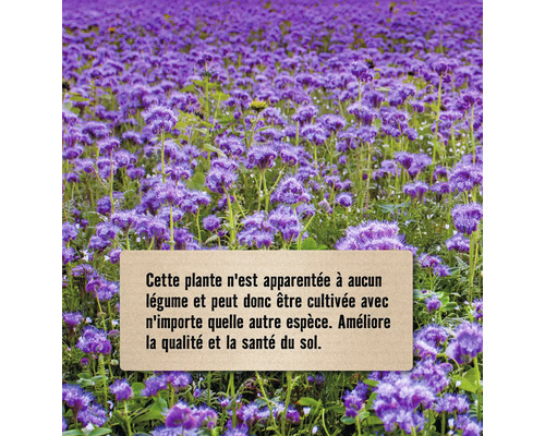 Champ de fleurs violettes en grappes pour l''amélioration du sol