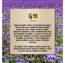 Informations sur les plantes amies des abeilles