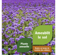 Champ de fleurs avec informations sur l''amélioration du sol, plante annuelle et neutre en termes de rotation des cultures