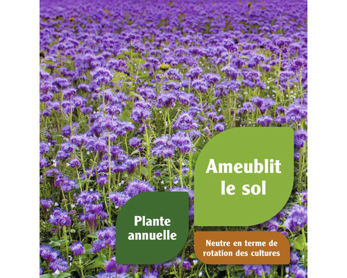 Champ de fleurs avec informations sur l''amélioration du sol, plante annuelle et neutre en termes de rotation des cultures