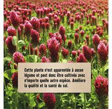 Champ de trèfle rouge pour l''amélioration du sol.