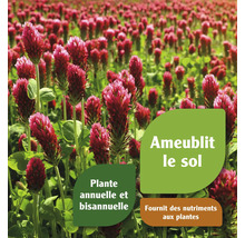 Champ avec de nombreuses plantes de trèfle incarnat en fleurs.