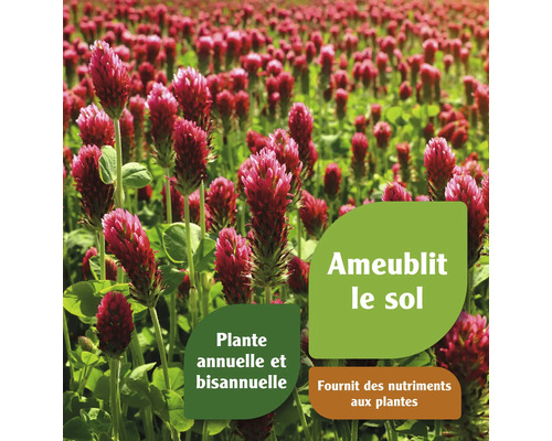 Champ avec de nombreuses plantes de trèfle incarnat en fleurs.