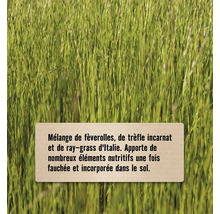 Mélange de fèverolles, de trèfle incarnat et de ray-grass d''Italie dans un champ.