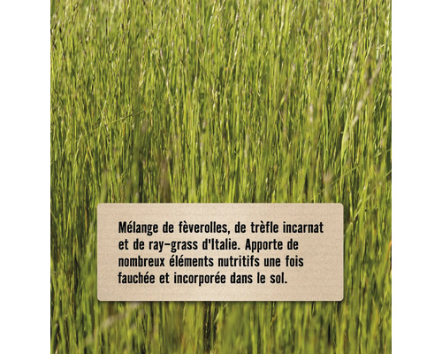 Mélange de fèverolles, de trèfle incarnat et de ray-grass d''Italie dans un champ.