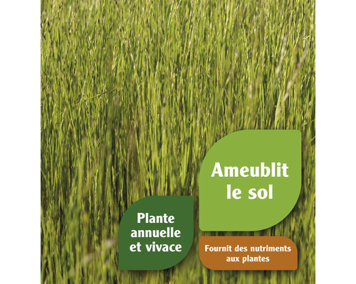 Les graminées améliorent la structure du sol et fournissent des nutriments aux plantes.