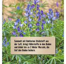 Blühende Lupinenpflanze mit Hinweisschild zu den Bodeneigenschaften