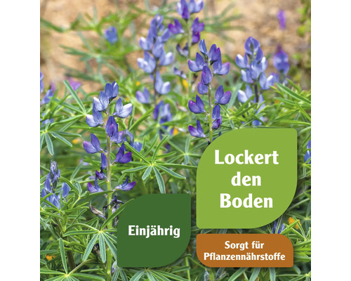 Blühende Lupinenpflanze. Symbol: Lockert den Boden. Symbol: Einjährig. Symbol: Sorgt für Pflanzennährstoffe.