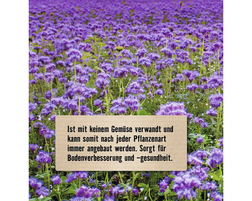 Feld mit blühendem Bienenfreund zur Bodenverbesserung