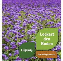 Feld mit Phacelia-Pflanzen, die den Boden lockern, einjährig sind und eine neutrale Fruchtfolge haben