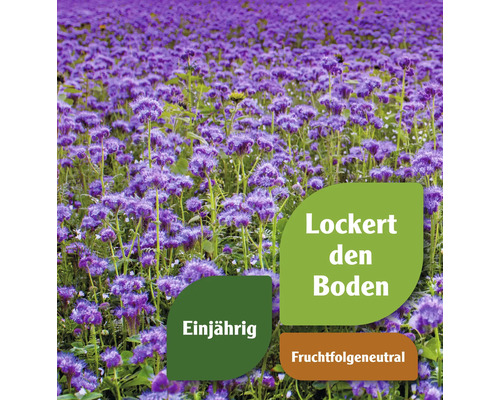 Feld mit Phacelia-Pflanzen, die den Boden lockern, einjährig sind und eine neutrale Fruchtfolge haben
