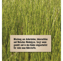 Mischung aus Ackerbohne, Inkarnatklee und Welschem Weidelgras im Feld