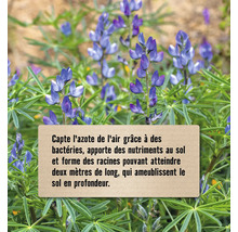 Lupins avec texte sur la fixation de l''azote de l''air