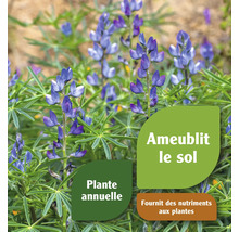 Lupin comme plante annuelle pour l''amélioration du sol et l''apport de nutriments