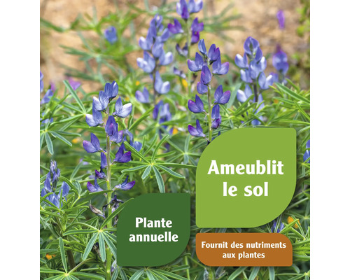 Lupin comme plante annuelle pour l''amélioration du sol et l''apport de nutriments