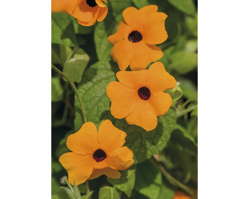 Orange Schwarzäugige Susanne Pyramide FloraSelf Thunbergia alata Gesamthöhe ca. 90 cm Ø 19 cm Topf