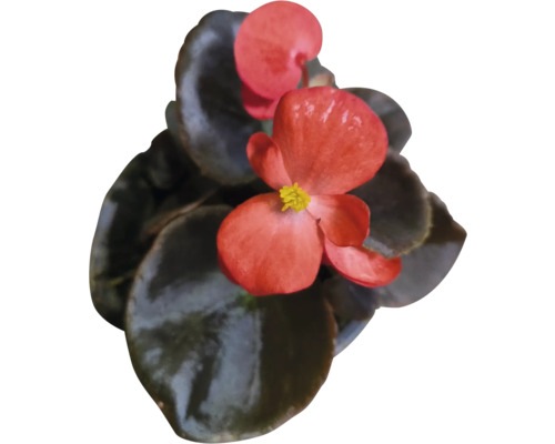 Begonie mit roten Blüten und grünen Blättern.