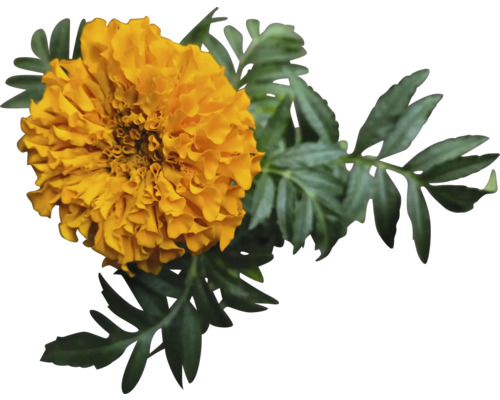 Fleur de tagète avec des feuilles