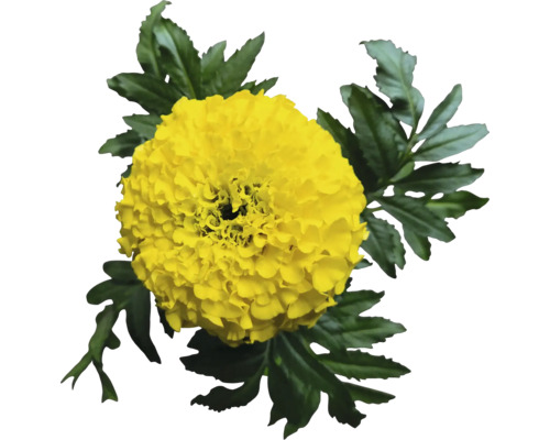 Souci jaune avec feuilles vertes