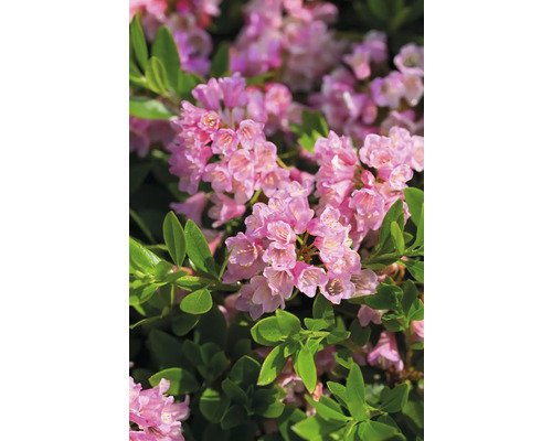 Buis alternative au Rhododendron nain Bloombux® Magenta Rhododendron micranthum 'Bloombux'® h 5-10 cm pot 11 cm