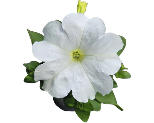 Pétunia blanche avec des feuilles vertes