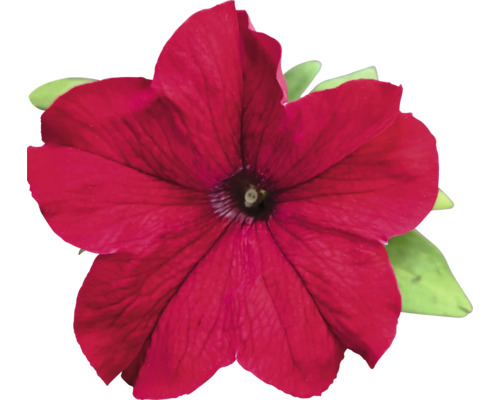 Pétunia rouge avec des feuilles vertes
