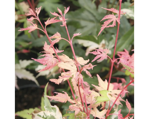 Nahaufnahme eines Ahornbaums mit rosa Blättern.
