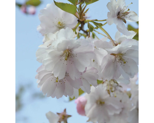 Gros plan d''une branche de fleurs de cerisier