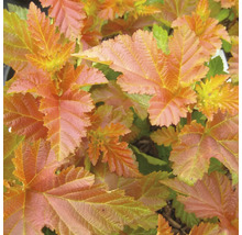 Gros plan d''une spirée de l''Amour avec des feuilles