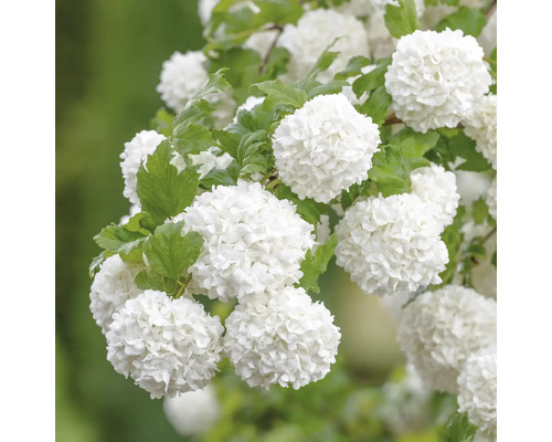 Blütenstände des Schneeballs mit grünen Blättern