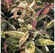 Photinia persistante avec des feuilles multicolores