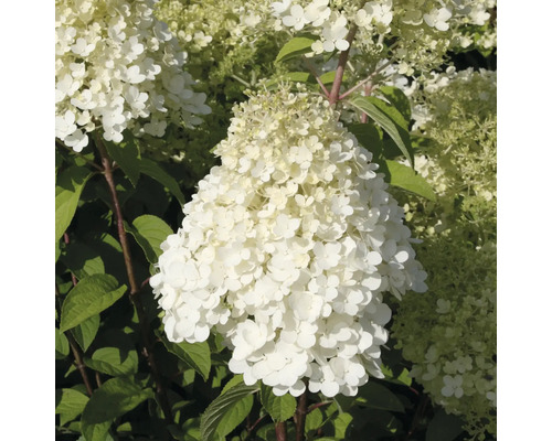 Hortensia paniculé FloraSelf Hydrangea paniculata 'Bobo'® h 50-60 cm Co 6 l Hortensia paniculé à fleurs blanches