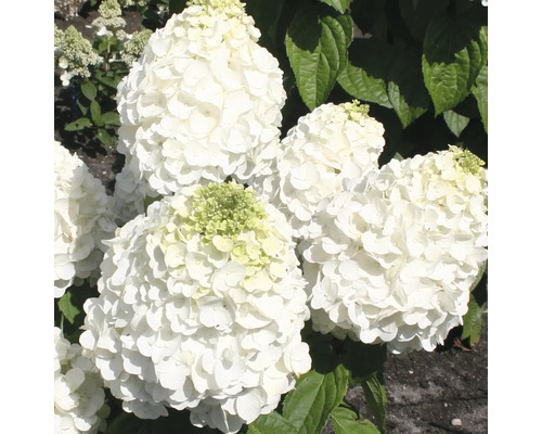 Hortensia paniculé FloraSelf Hydrangea paniculata 'Magical Mont Blanc® h 50-60 cm Co 5 l