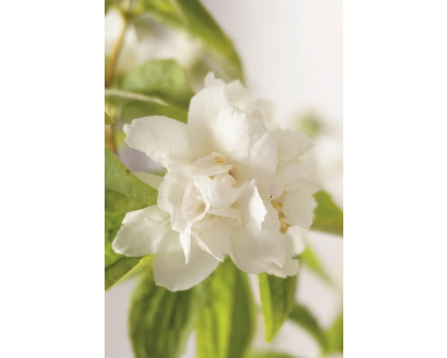 Nahaufnahme einer gefüllten Duftjasminblüte mit grünen Blättern