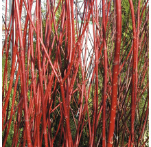 Rotholziger Hartriegel Sibirica 50-60 cm