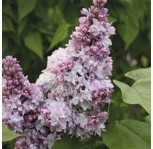 Inflorescence de lilas en détail