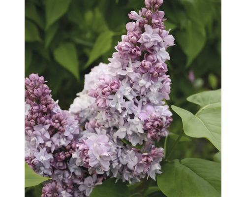 Blütenstand des Flieders im Detail