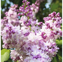 Gros plan sur un lilas en fleurs