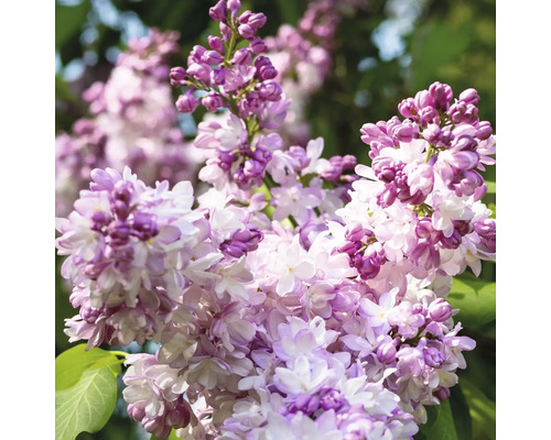 Gros plan sur un lilas en fleurs