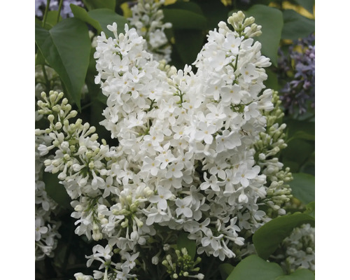 Nahaufnahme von weißem Gemeinem Flieder