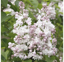 Inflorescence de lilas nain avec fleurs et boutons