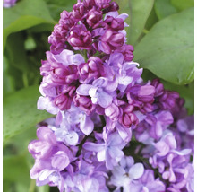 Gros plan d''une plante à fleurs lilas avec des feuilles vertes