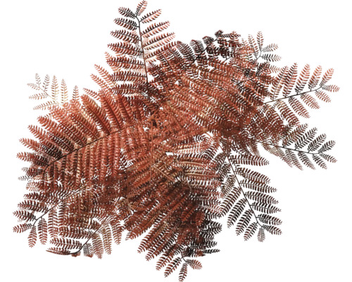 Gros plan de feuilles de fougère