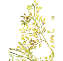 Illustration de branches avec des feuilles