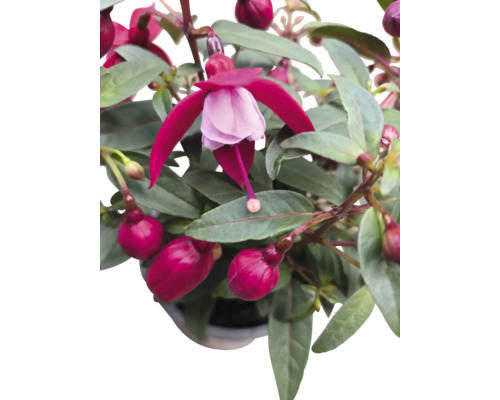 Gros plan sur une fleur de fuchsia avec des feuilles vertes